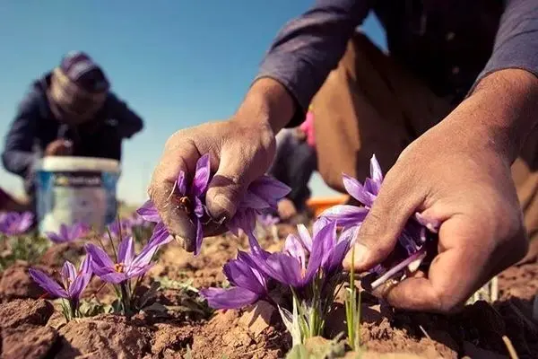 طالبان زعفران ایرانی را صادر می‌کند/ واگذاری بازار زعفران به قاچاقچیان