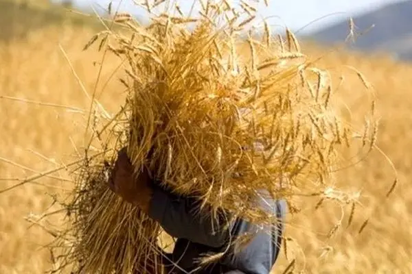 تعیین قیمت گندم در هاله‌ای از ابهام/ وزیر کشاورزی از کابینه کنار گذاشته شد