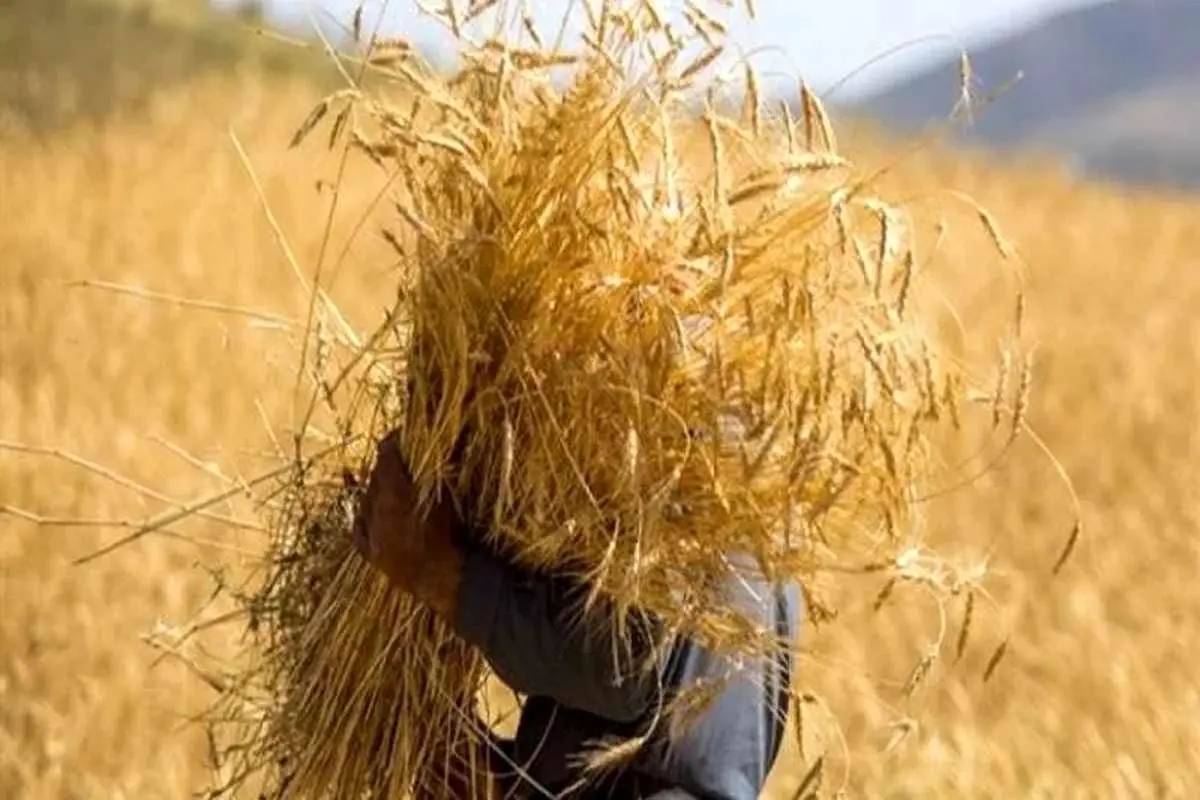 تعیین قیمت گندم در هاله‌ای از ابهام/ وزیر کشاورزی از کابینه کنار گذاشته شد