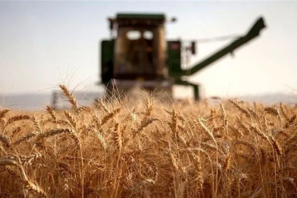 ایران در رده سیزدهم تولید گندم در دنیا/ چین بزرگترین تولیدکننده گندم در سال 2023 شد