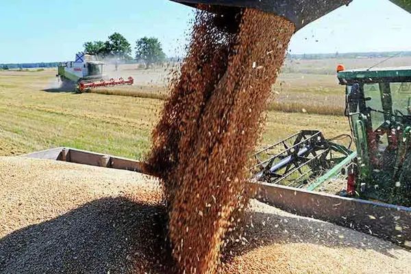 پیش بینی تولید 14 میلیون تنی گندم در سال آینده