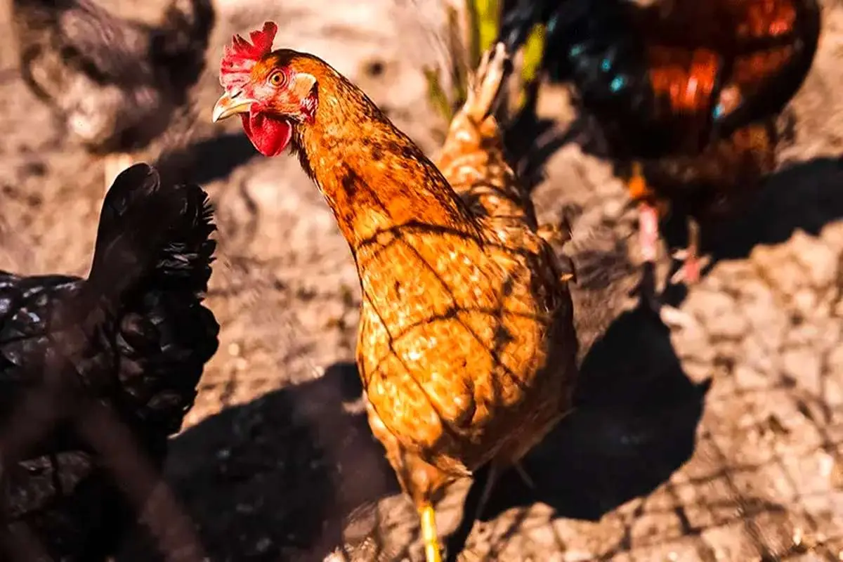 کاهش هزینه های نگهداری مرغ خانگی با 5 معجزه طبیعی