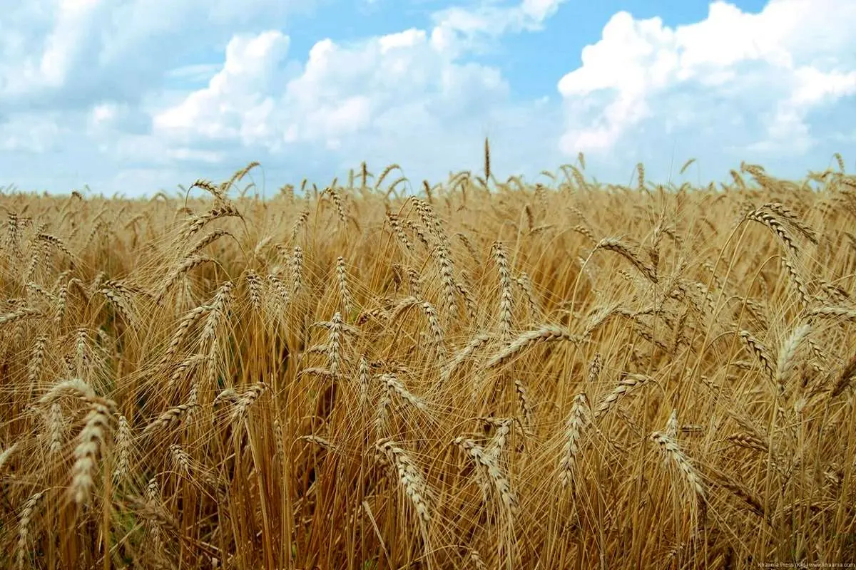 قیمت خرید تضمینی گندم افزایش می‌یابد؟