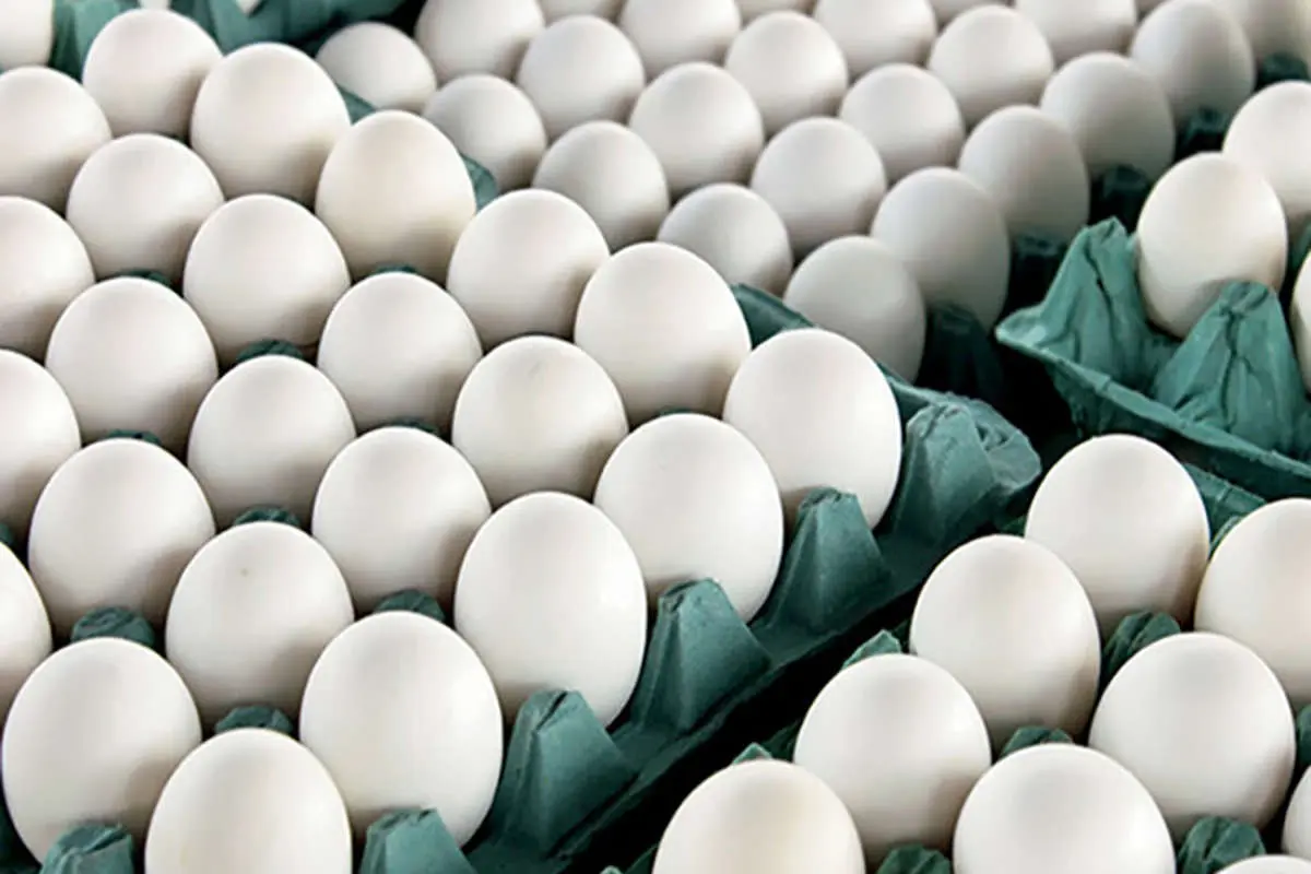 صادرات تخم مرغ با شرطی عجیب آزاد شد