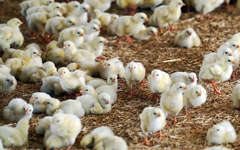 مهم‌ترین دلایل افزایش قیمت مرغ/گرانی جوجه یک روزه و نبود نظارت