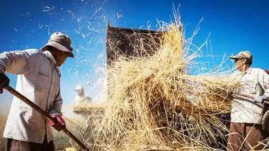 پول گندم‌کاران چند روزه پرداخت می‌شود؟