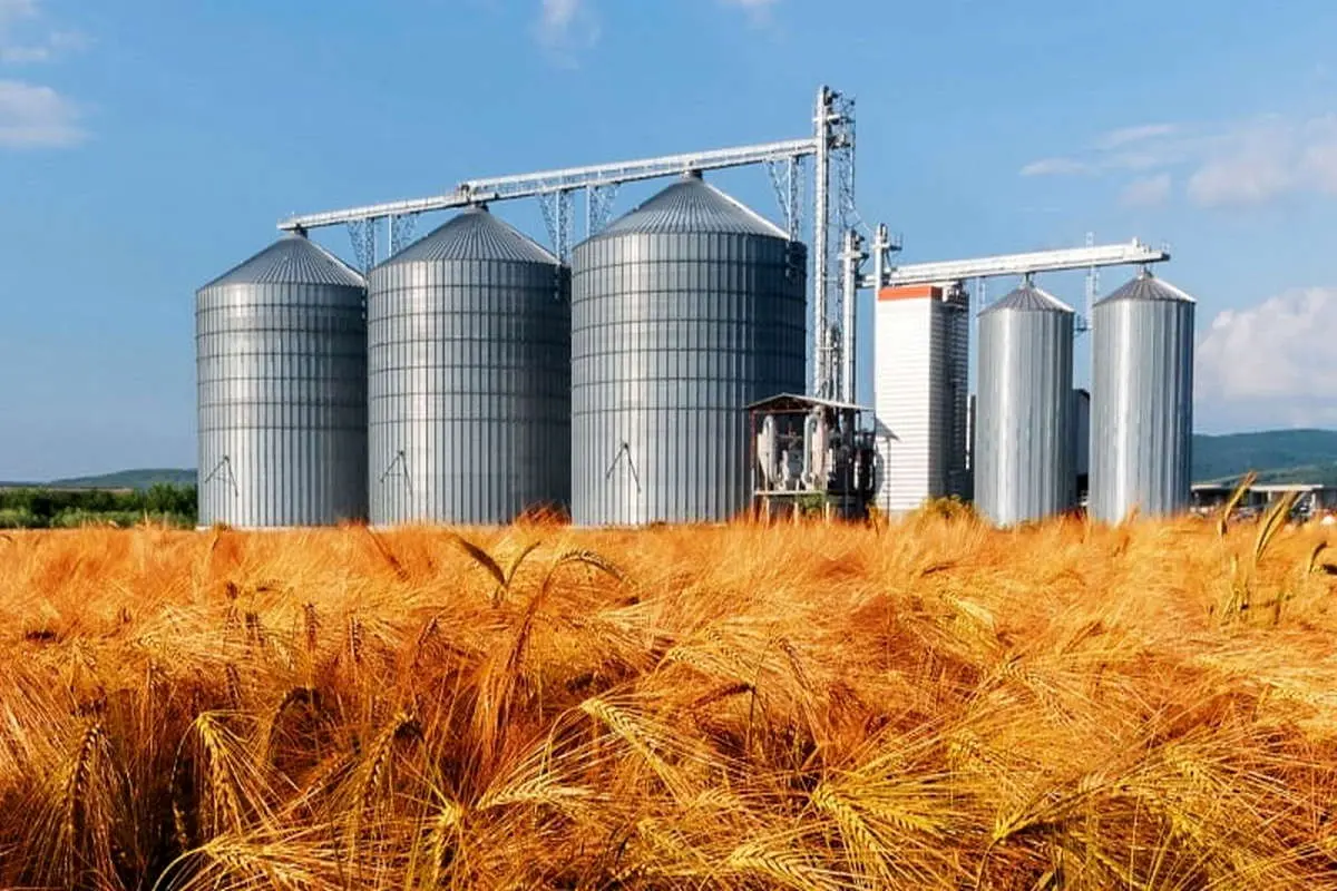 رشد 10 درصدی تولید سالانه گندم در ایران