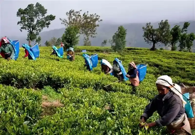 سریلانکا بدهی 250 میلیون دلاری به ایران را با چای پس می‌دهد!