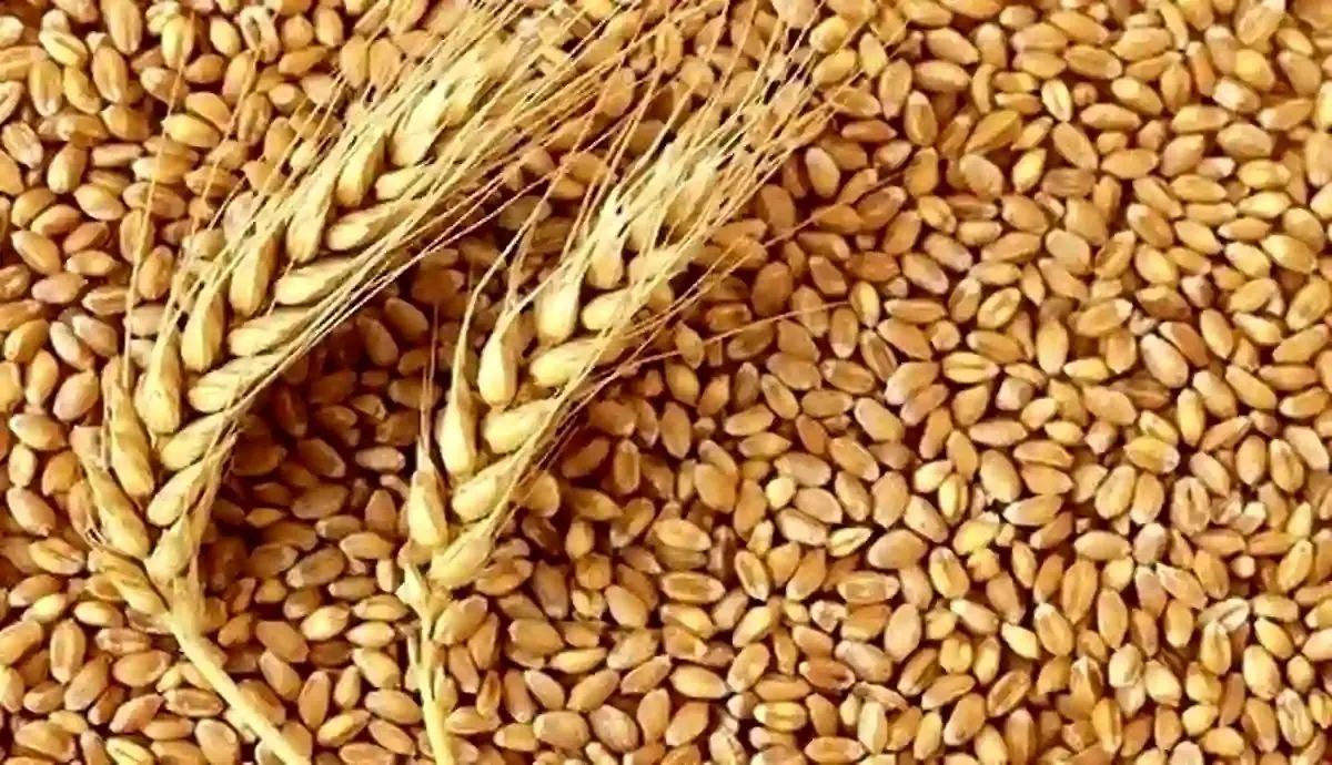 آخرین اخبار از قیمت خرید گندم از کشاورزان/ دولت غافلگیر شد؟