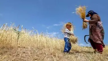 خبر جدید برای گندمکاران/ مطالبات گندمکاران پرداخت می‌شود؟