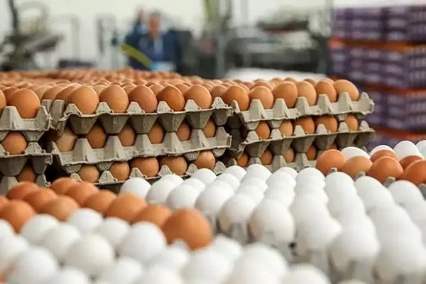 قیمت تخم‌مرغ بسته‌ای چند؟
