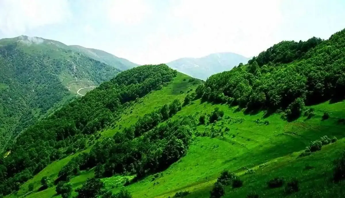 جنگل دیزمار ایران ثبت جهانی شد