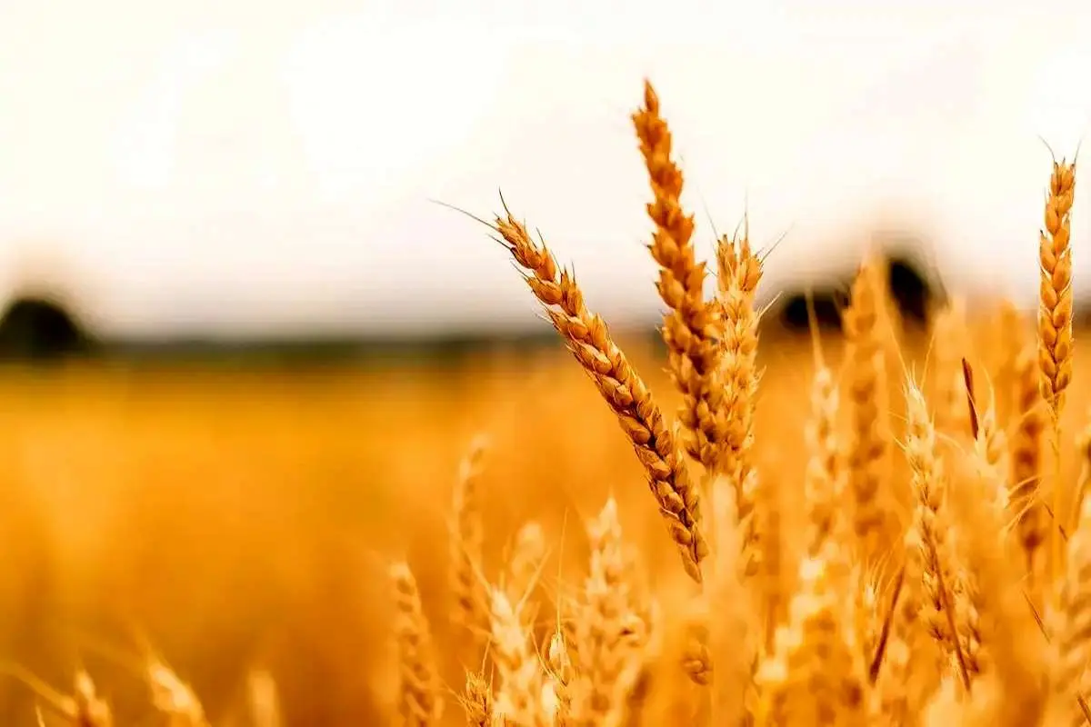 سال زراعی، بدون اطلاع از قیمت گندم آغاز شد / تاخیر 5 ماهه در پرداخت طلب گندمکاران