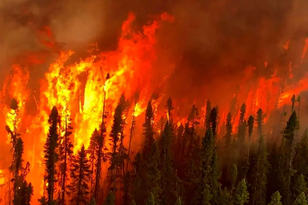 علم در خدمت نجات جنگل ها/هوش مصنوعی آتش‌سوزی‌ها را مهار می کند