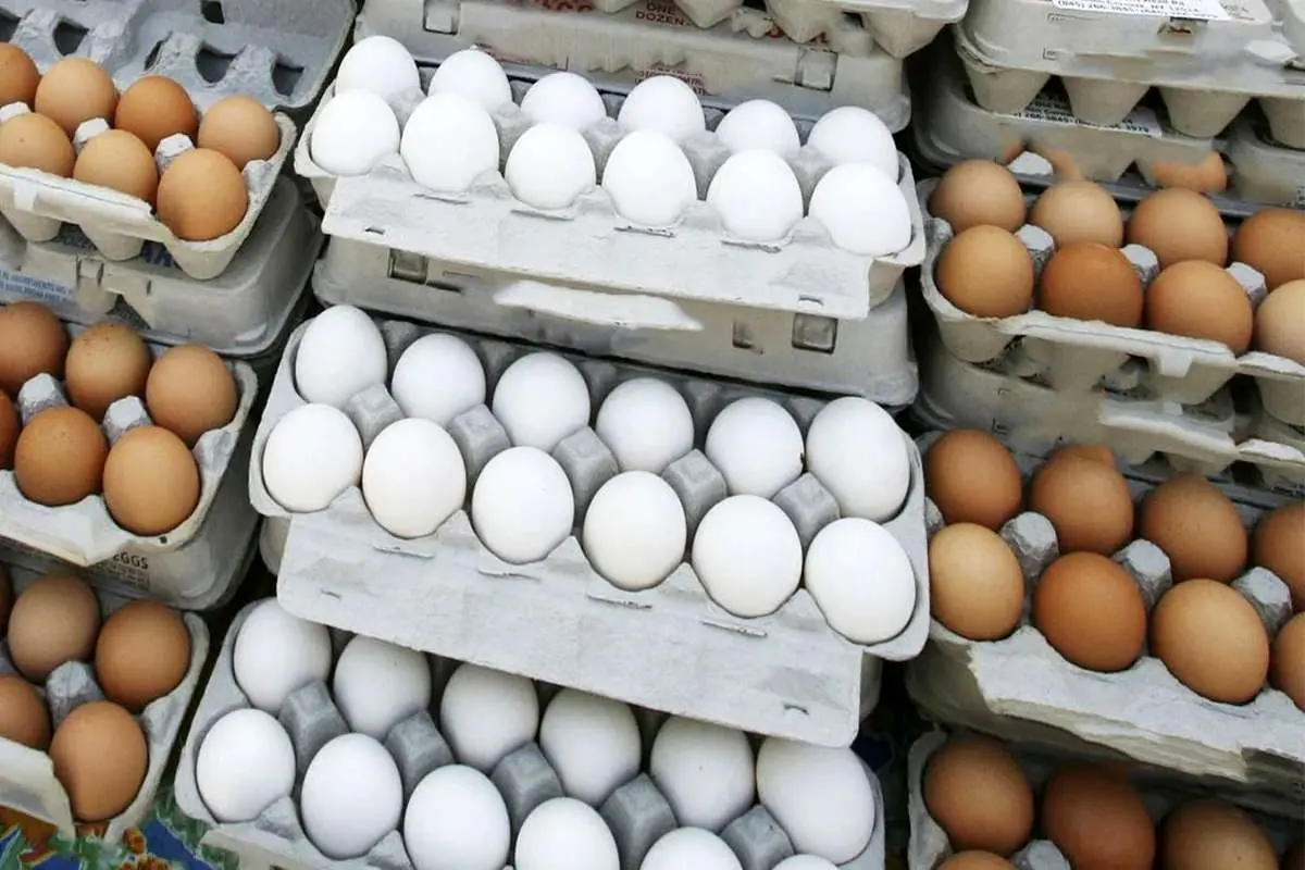 صادرات تخم مرغ رکورد شکست