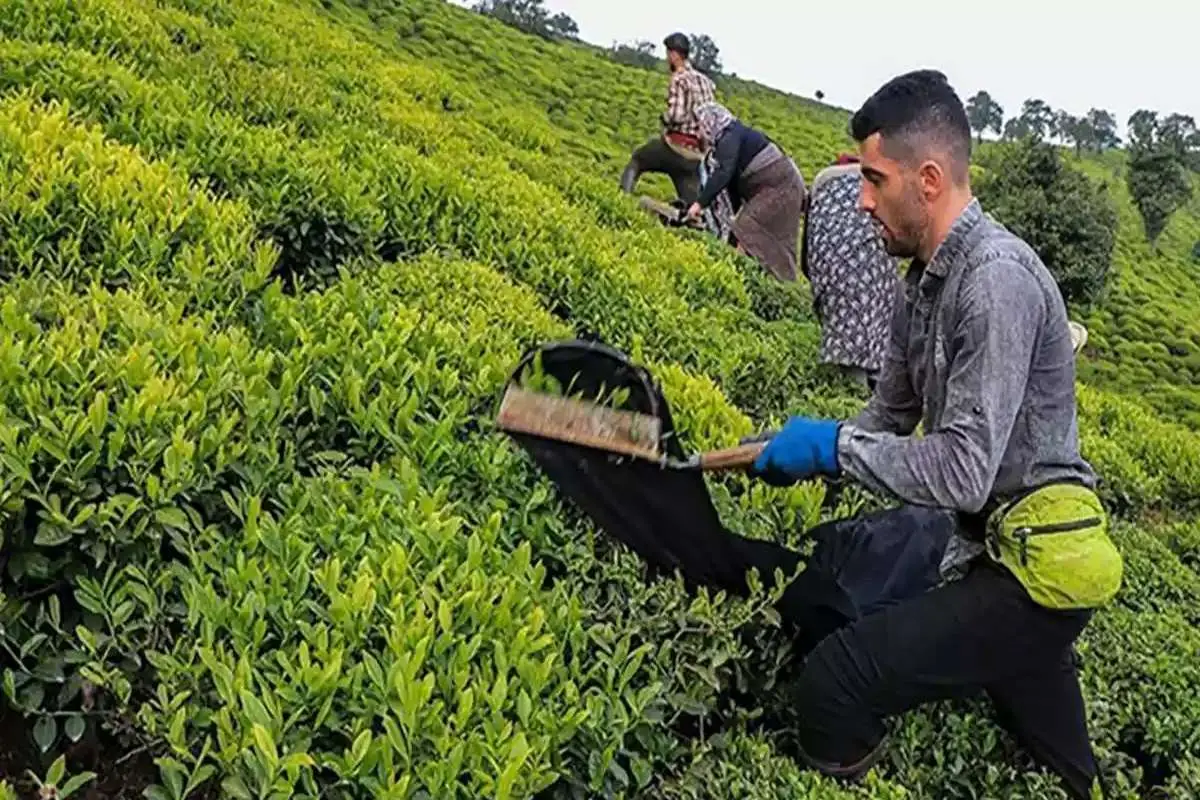 افزایش ۴۲ درصدی خرید تضمینی برگ سبز چای