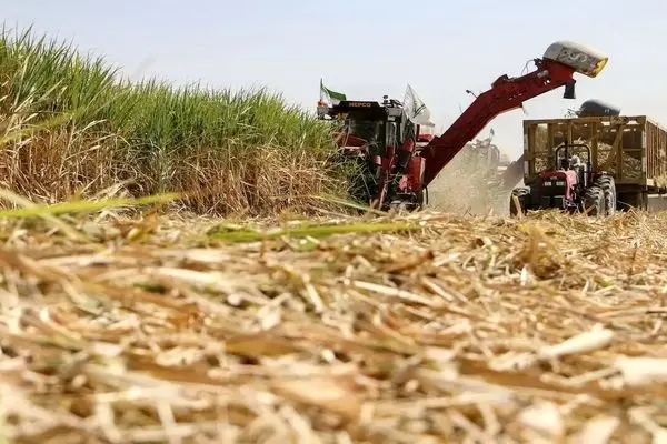 تعلل وزارت کشاورزی در اعلام قیمت نیشکر/ شکر هم به سرنوشت گندم دچار می‌شود؟