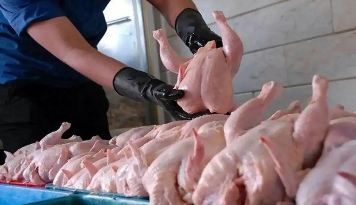 توزیع روزانه ۶ هزارتن مرغ در بازار / قیمت مرغ کاهش می‌یابد؟