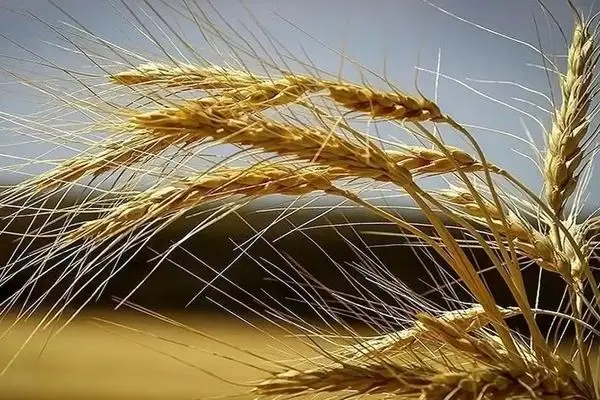 مهر به پایان رسید و قیمت گندم اعلام نشد / تاخیر 4 ماهه در اعلام نرخ مصوب