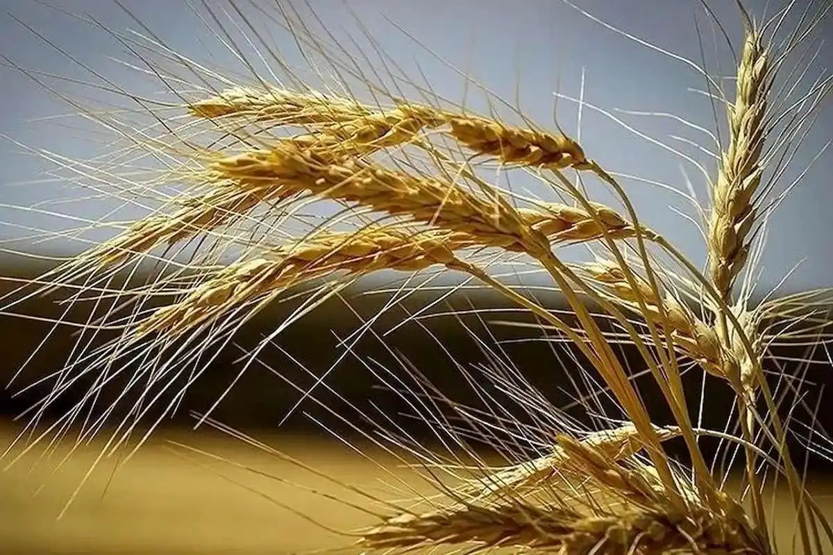 مهر به پایان رسید و قیمت گندم اعلام نشد / تاخیر 4 ماهه در اعلام نرخ مصوب