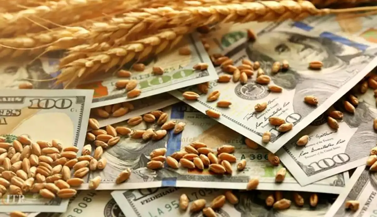 کاهش قیمت کالاهای اساسی کشاورزی در بازارهای جهانی/ خوراک دام و گندم ارزان شد