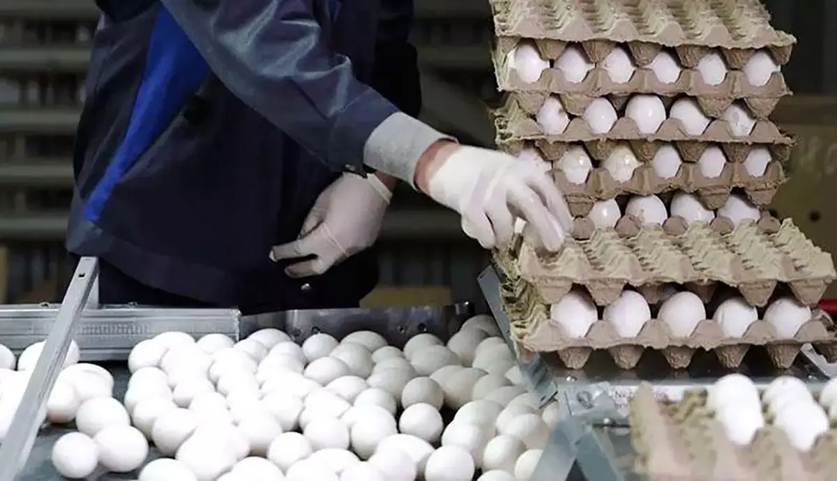 قیمت مصوب هر کیلو تخم مرغ چقدر شد؟