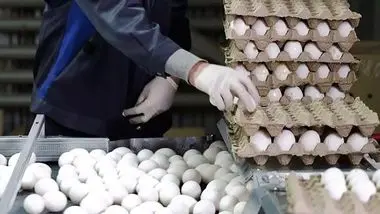 قیمت مصوب هر کیلو تخم مرغ چقدر شد؟