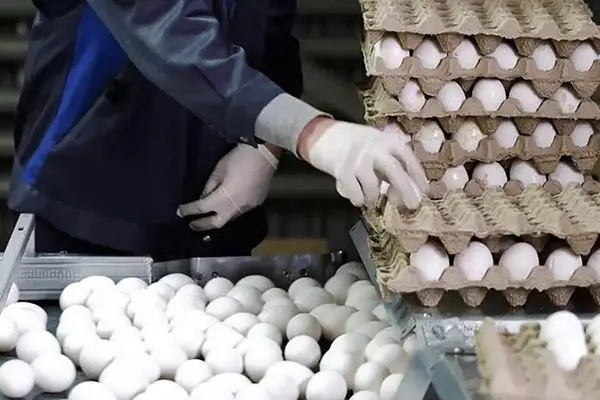 قیمت تخم‌مرغ بسته‌ای چند؟