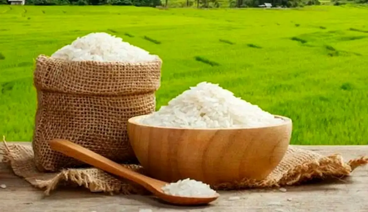 کاهش قیمت برنج ایرانی در فصل تولید