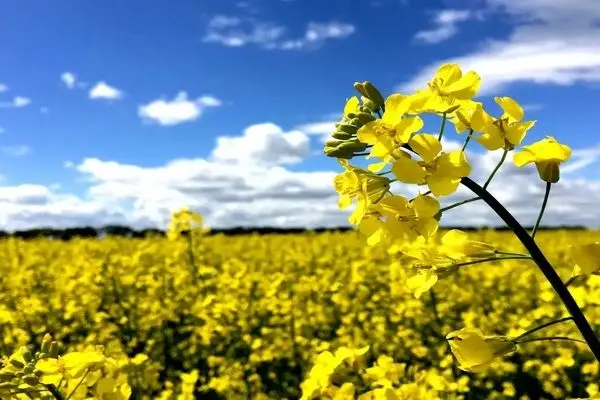 کلزاکاران گلستانی چشم به راه پرداخت مطالبات