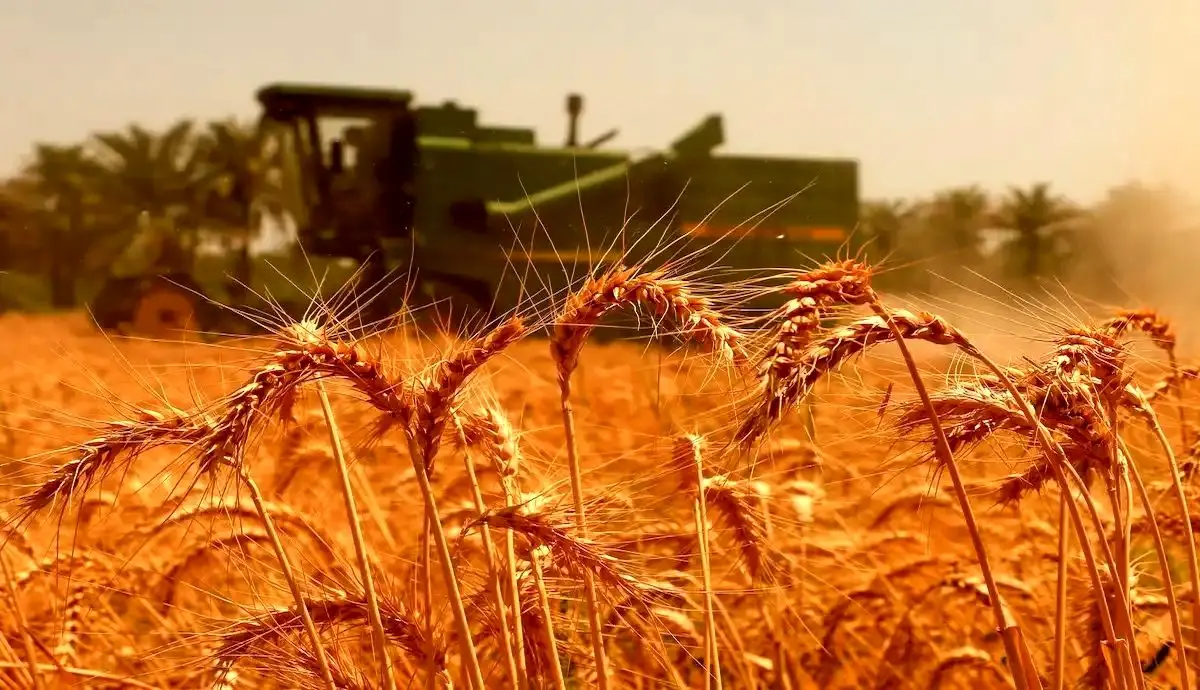 خرید گندم در کشور از ۱۰‌ میلیون تن گذشت