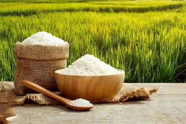 مافیای برنج با قدرت در حال پیشبرد اهداف خود است