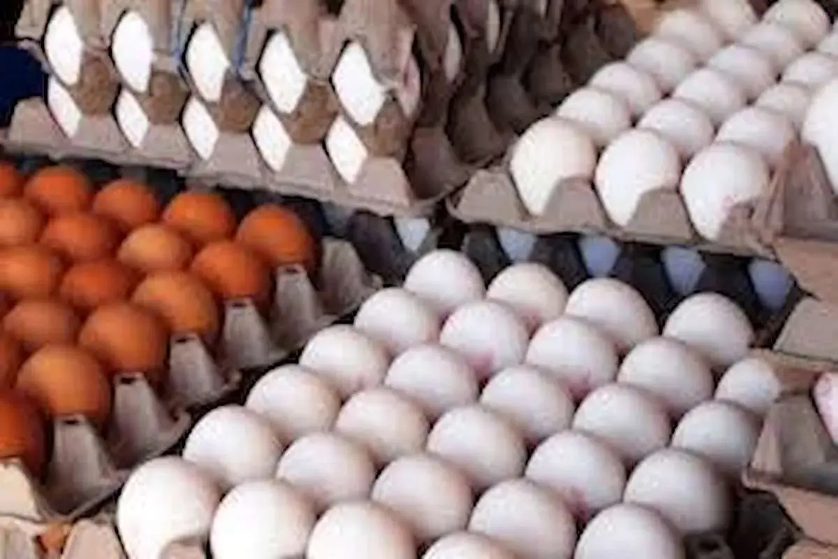 لغو ممنوعیت صادرات تخم مرغ