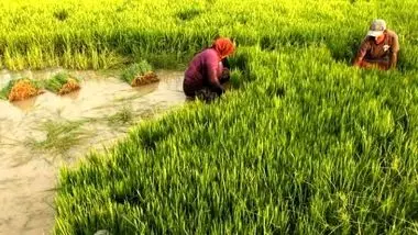 کاهش ۱۷.۵ درصدی تولید برنج در اندونزی