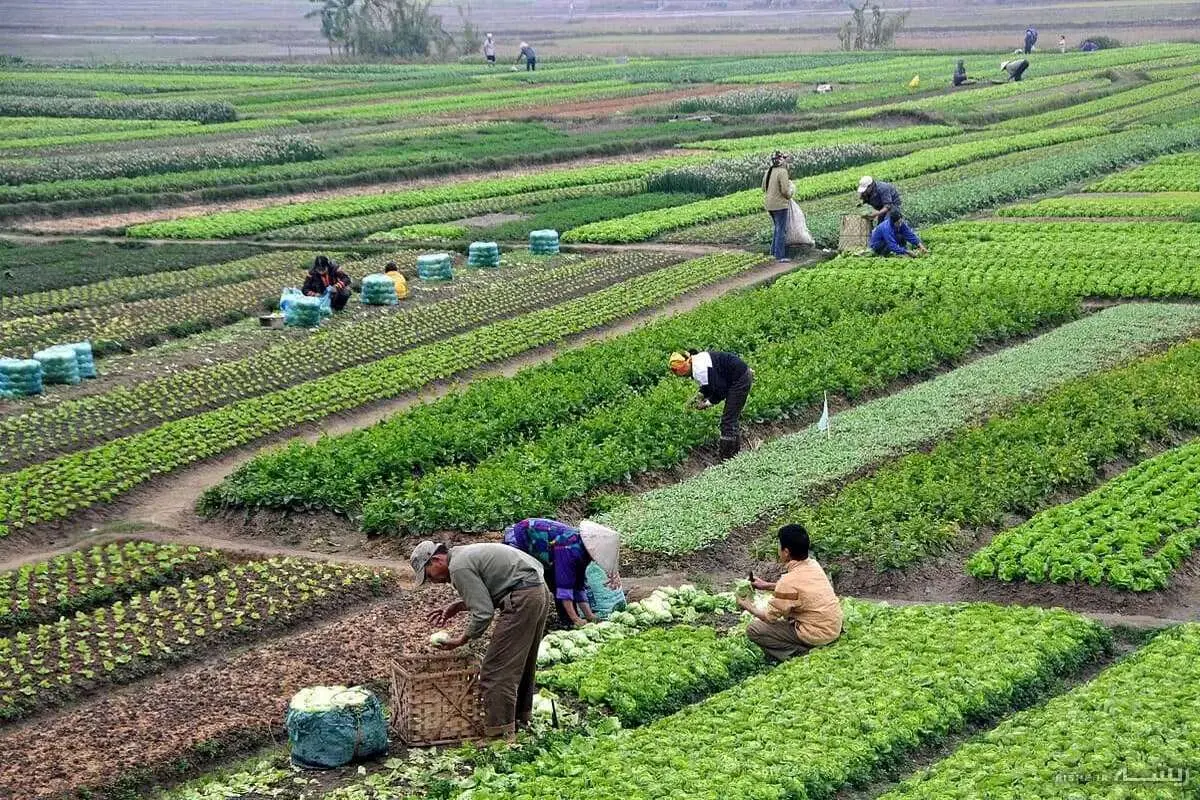 کدام شرکت‌ها در جهان از نظر محصولات کشاورزی برتر هستند؟