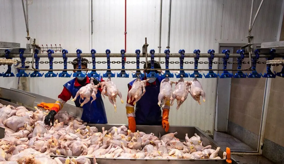 کاهش ۸ درصدی عرضه مرغ در آذرماه ۱۴۰۲