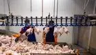 کاهش اندک قیمت مرغ