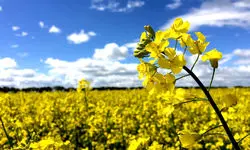 کلزاکاران گلستانی چشم به راه پرداخت مطالبات