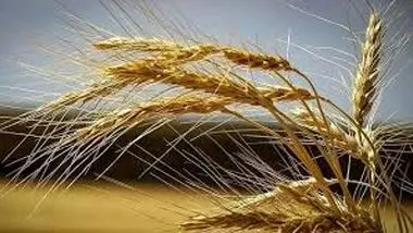 قیمت گندم در کدام استان اعلام شد؟