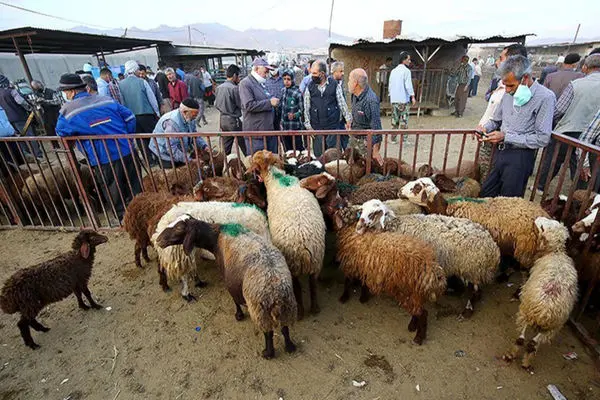قیمت دام زنده امروز 1 مرداد 1403/ قیمت گوسفند زنده در 2 استان سقوط کرد! + جدول