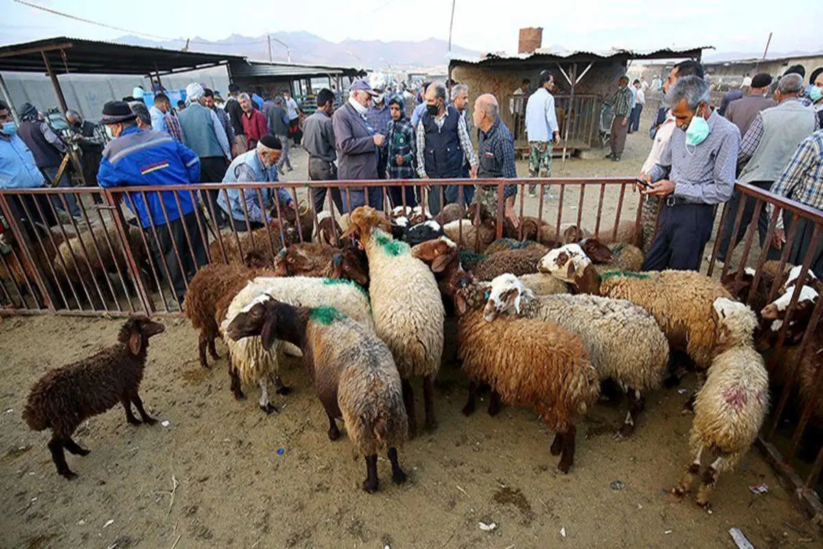 قیمت دام زنده امروز 1 مرداد 1403/ قیمت گوسفند زنده در 2 استان سقوط کرد! + جدول
