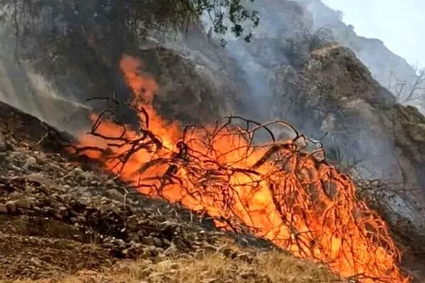 آتش سوزی جنگل ها سالانه جان 12 هزار نفر را می‌گیرد!