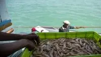 ذخایر آبزیان خلیج فارس در خطر/ ممنوعیت یک هفته‌ای صید میگو در بوشهر