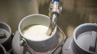 تولید شیر خام تا سال آینده به مرز 15 میلیون تن می‌رسد