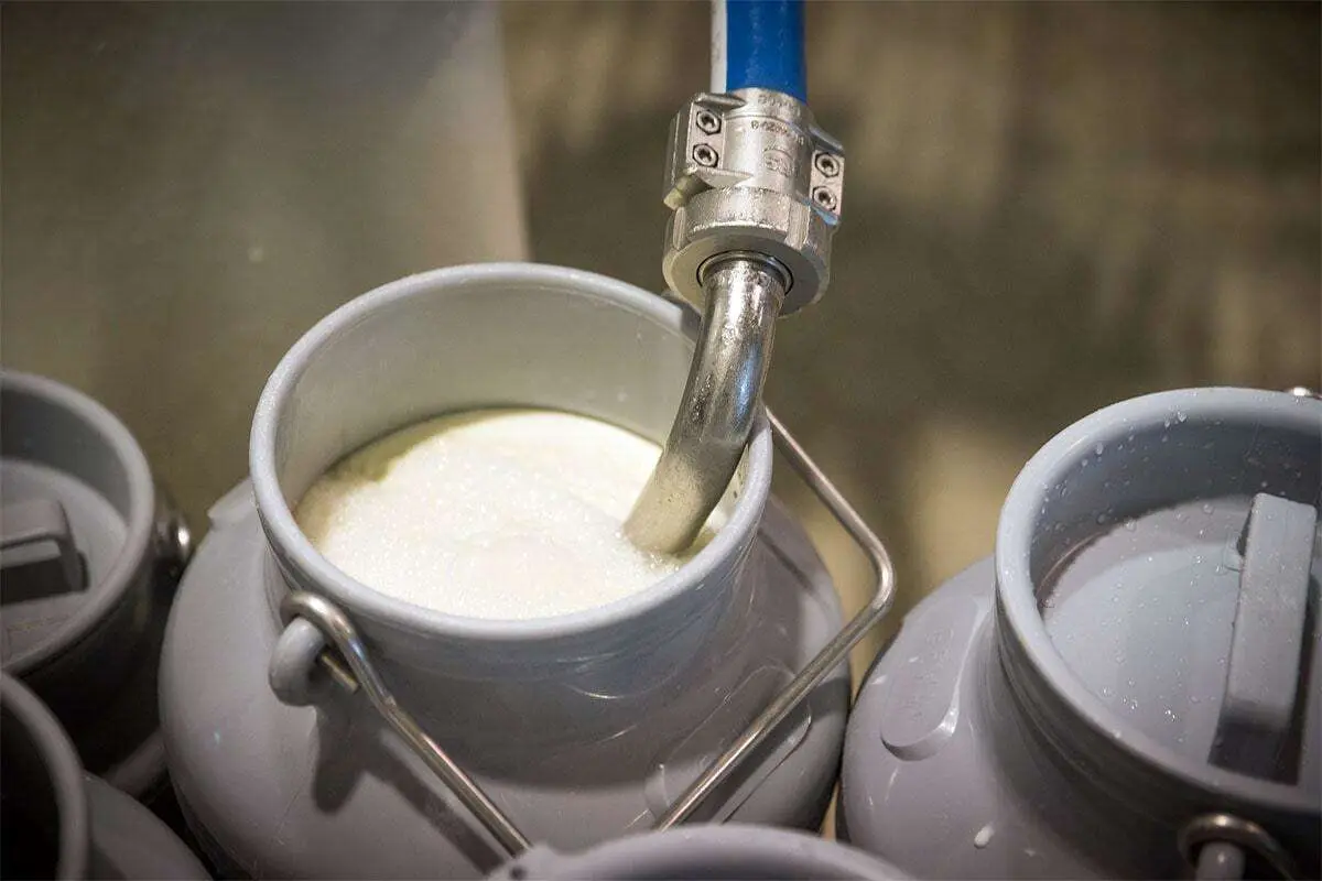 سالانه ۱.۵ میلیون تن شیرخام صادر می‌شود