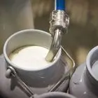 تولید شیر خام تا سال آینده به مرز 15 میلیون تن می‌رسد