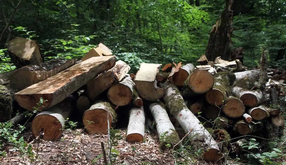 ماجرای قطع درختان جنگل روستای انارجار چیست؟