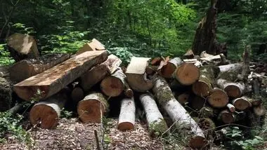 ماجرای قطع درختان جنگل روستای انارجار چیست؟