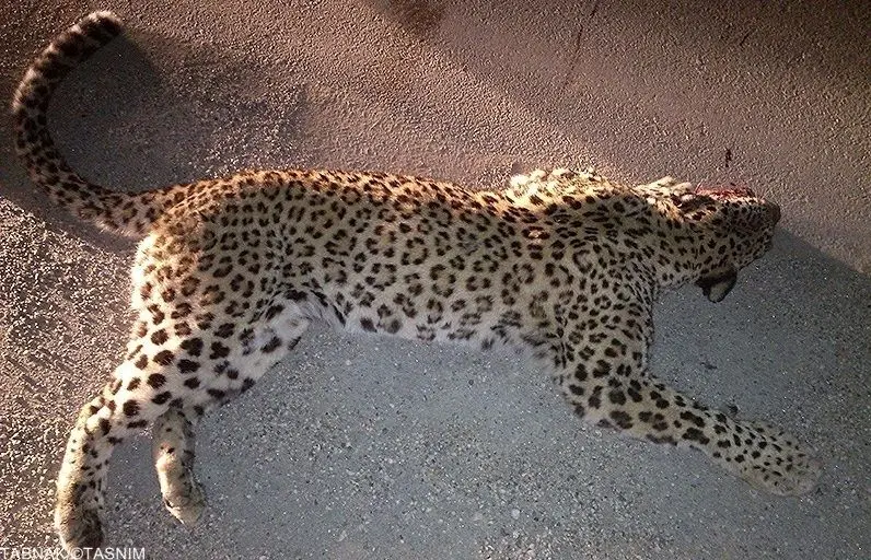 ۷۵ گونه جانوری ایران در لیست «سرخ»/ تصادفات جاده‌ای؛ علت نیمی از تلفات گوشتخواران