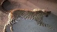 ۷۵ گونه جانوری ایران در لیست «سرخ»/ تصادفات جاده‌ای؛ علت نیمی از تلفات گوشتخواران
